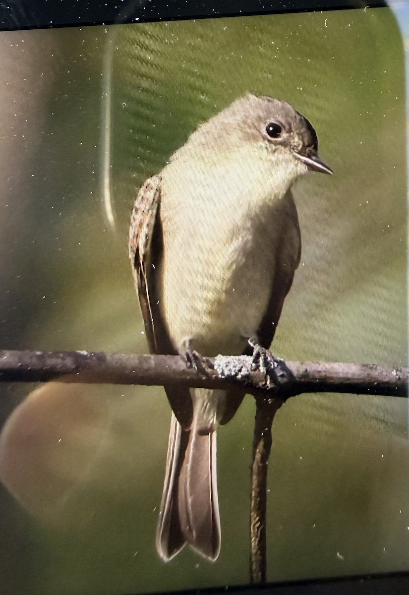 Eastern Phoebe - ML642534618