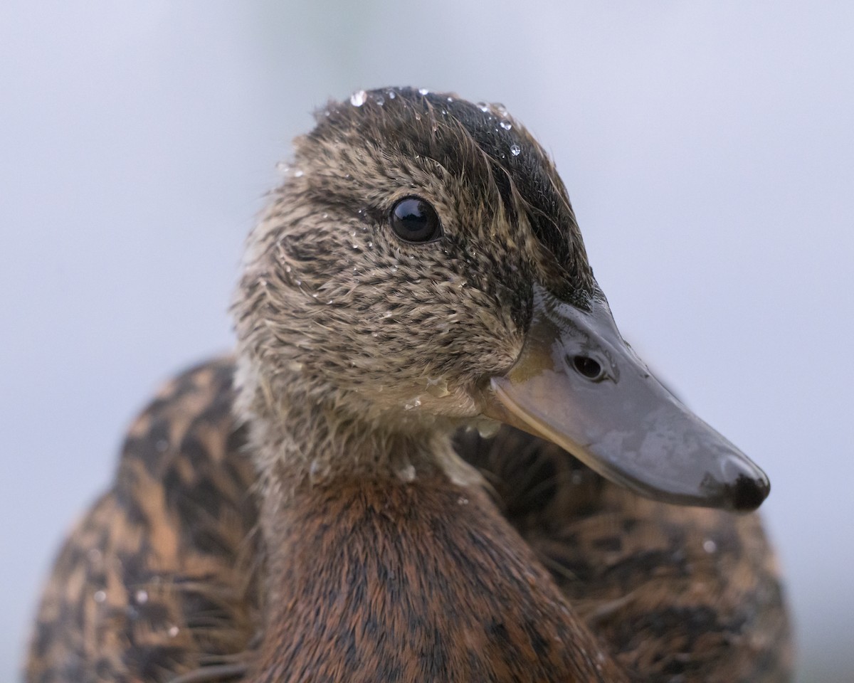 American Black Duck - ML642534620