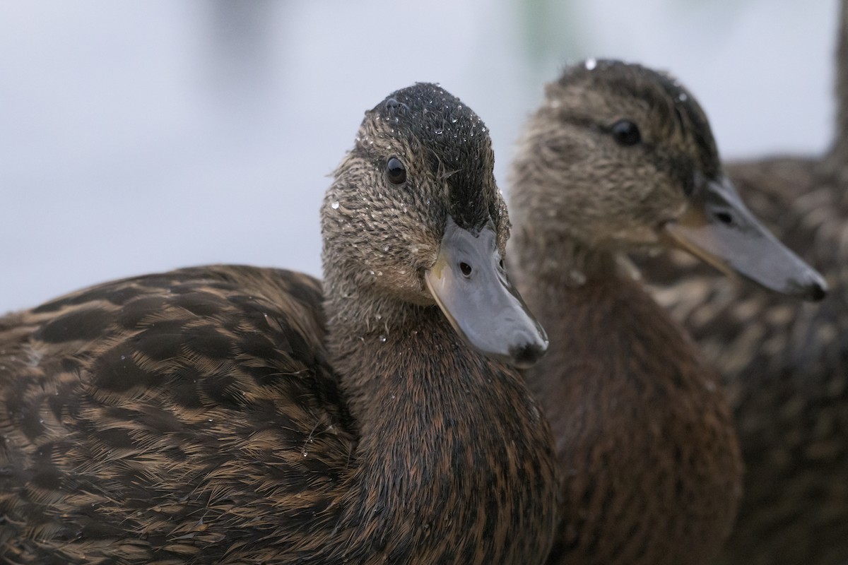 American Black Duck - ML642534621