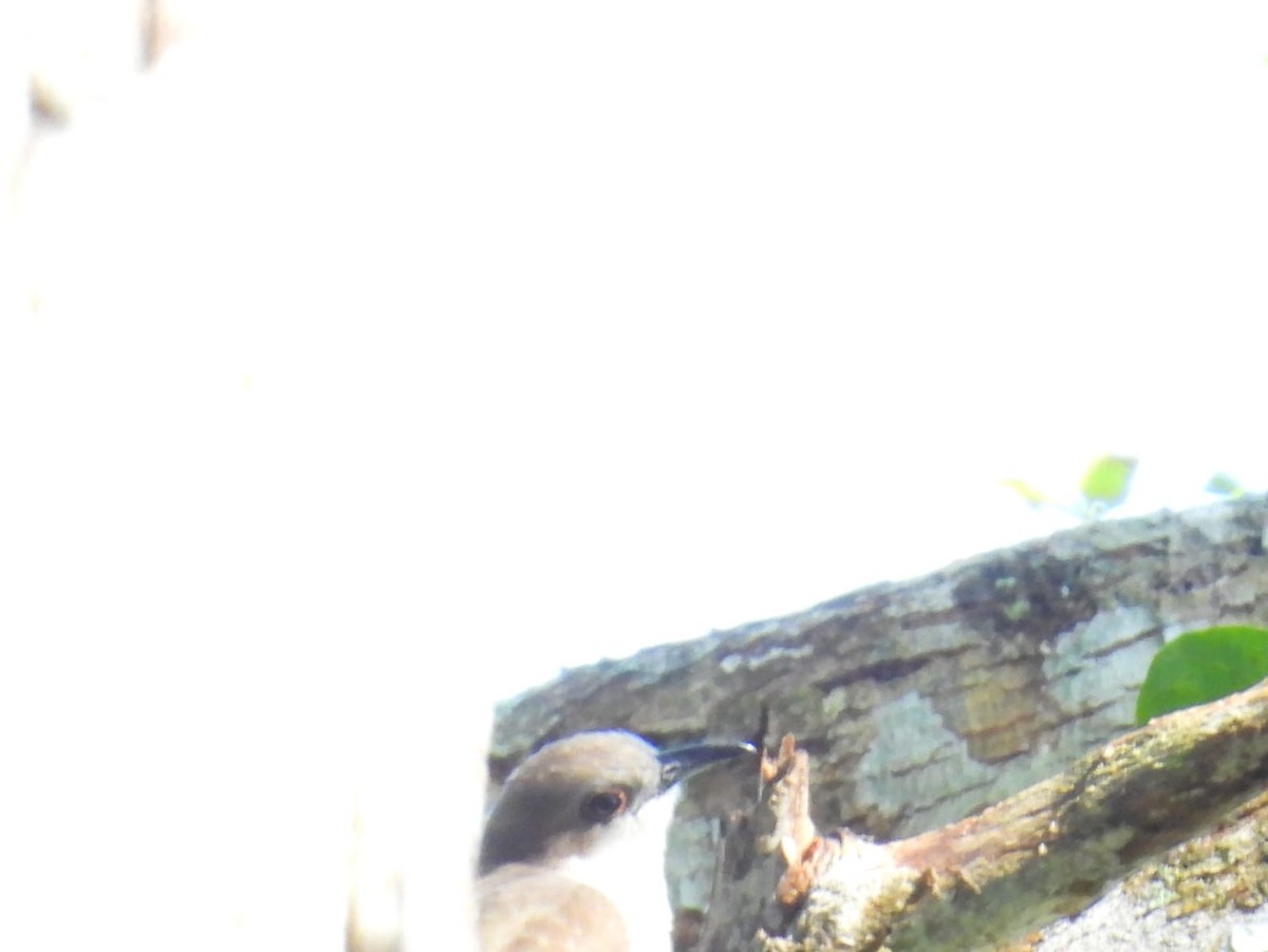 Black-billed Cuckoo - ML642534625