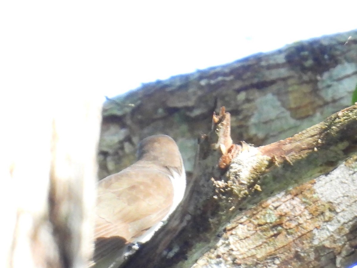 Black-billed Cuckoo - ML642534626