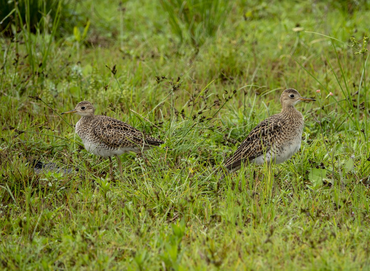 Upland Sandpiper - ML642534645