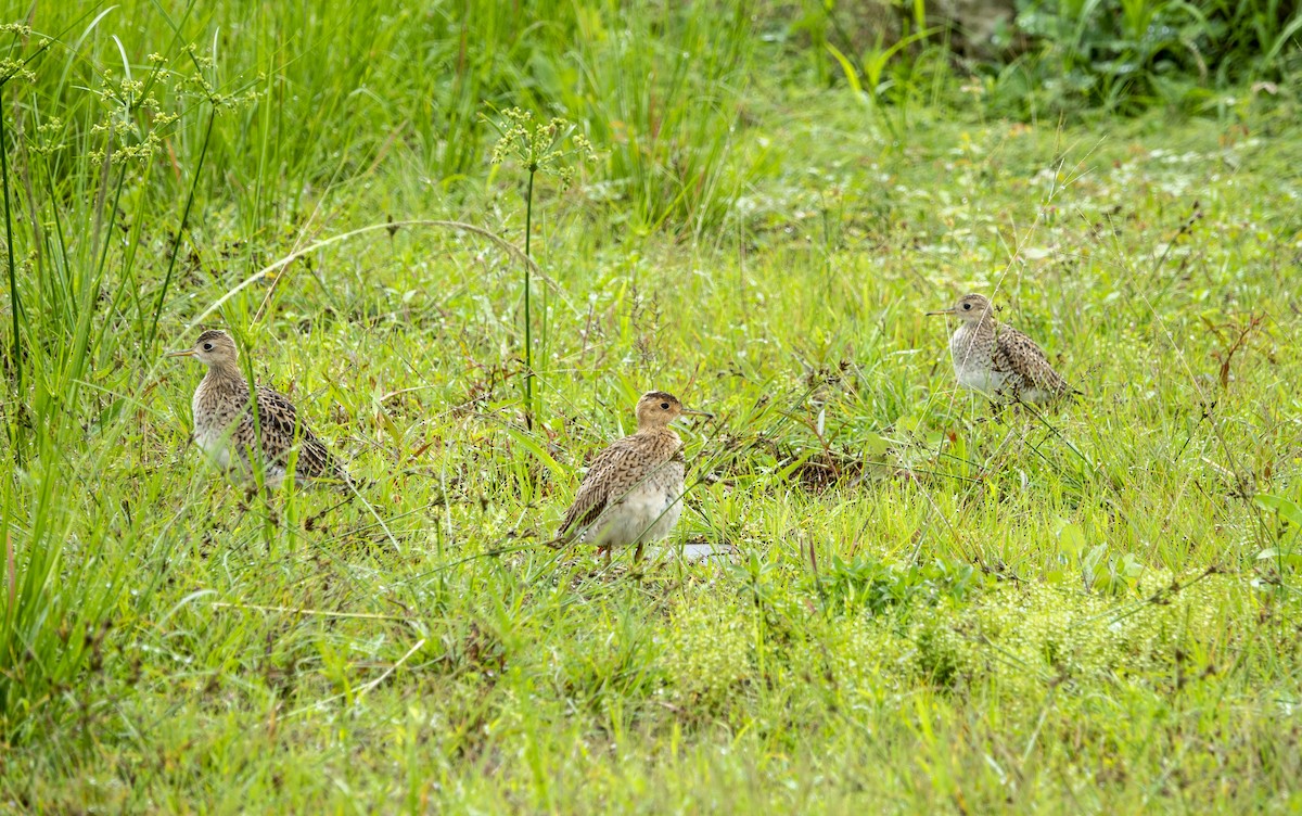 Upland Sandpiper - ML642534648