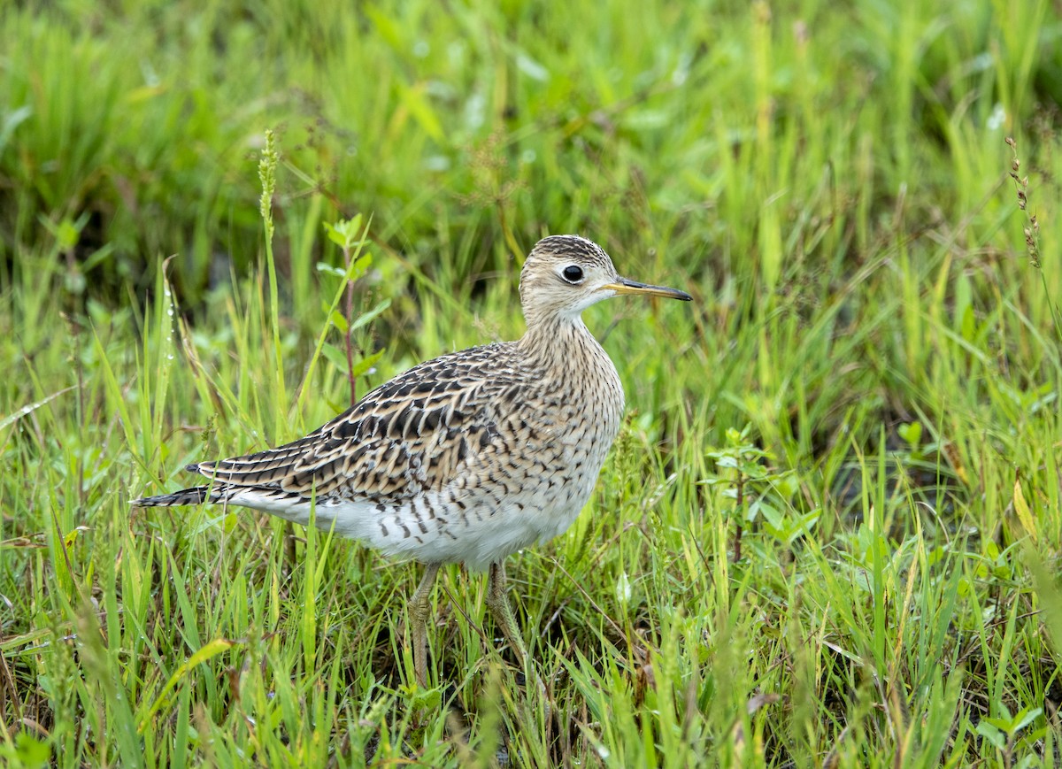 Upland Sandpiper - ML642534650