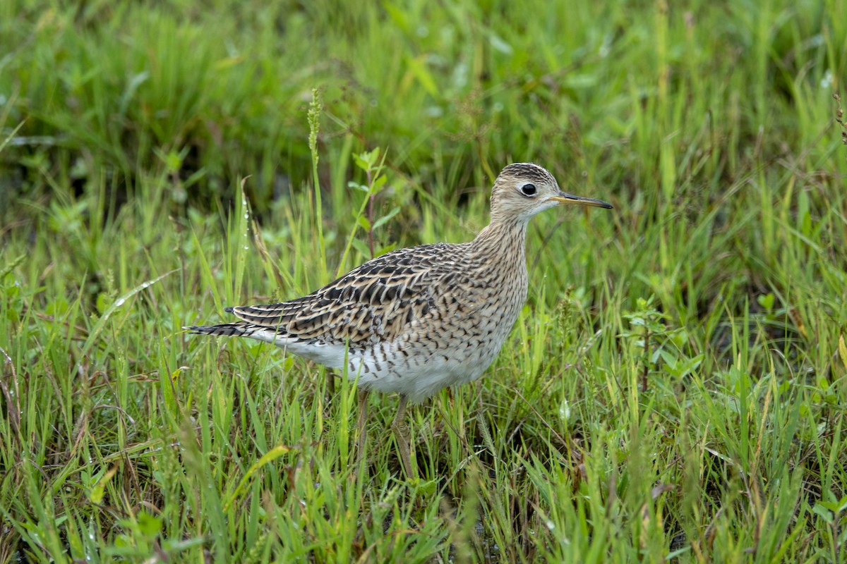 Upland Sandpiper - ML642534651