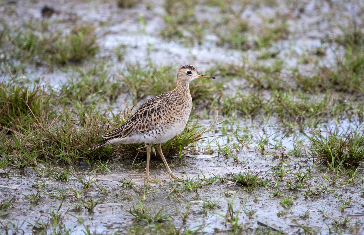 Upland Sandpiper - ML642534652