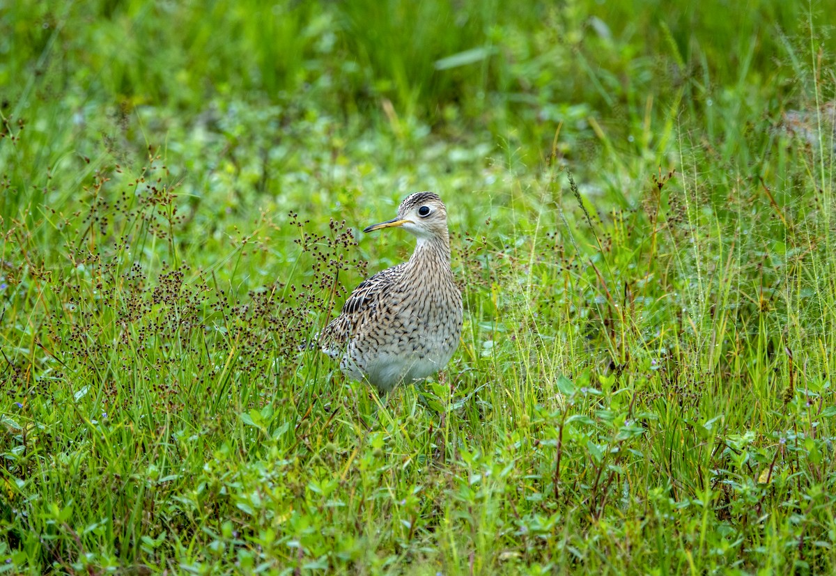Upland Sandpiper - ML642534653