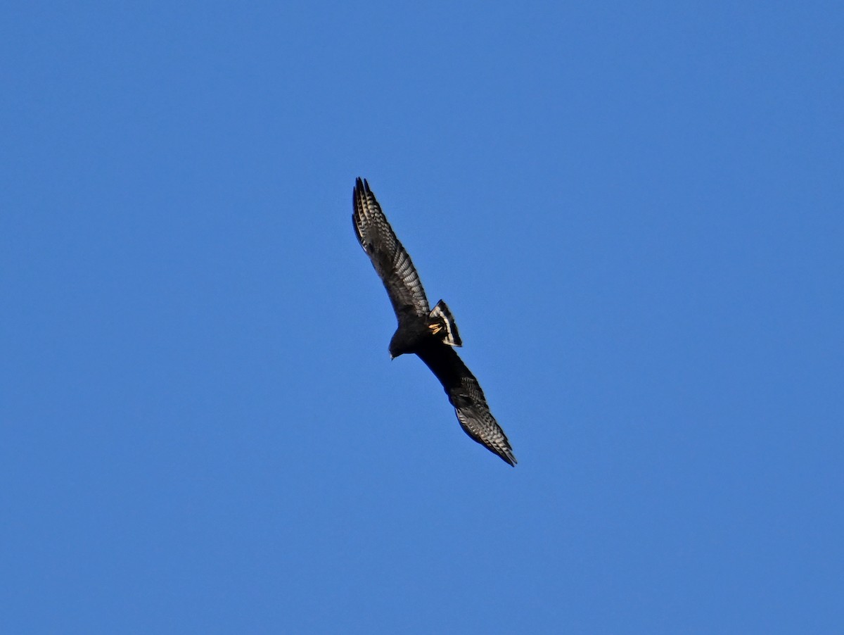 Zone-tailed Hawk - ML642534676