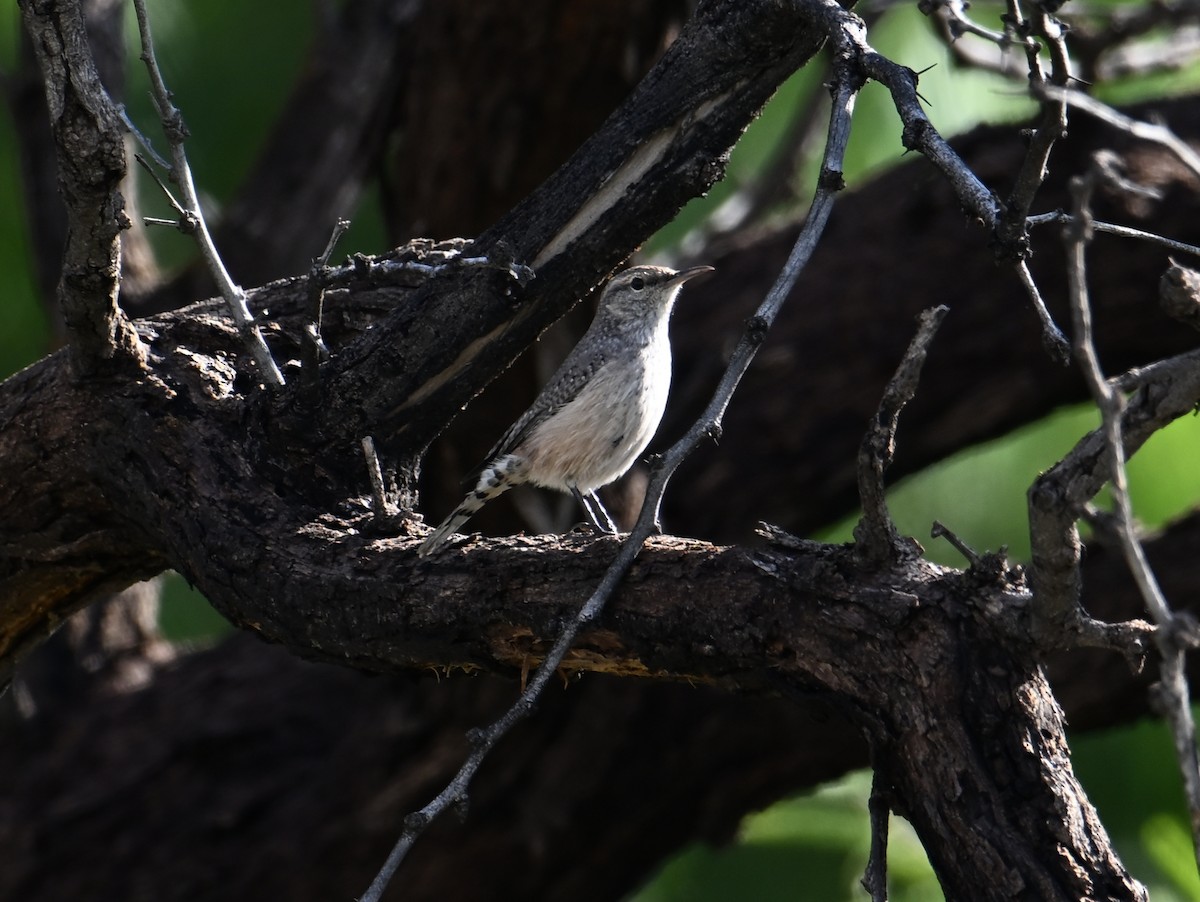 Rock Wren - ML642534684