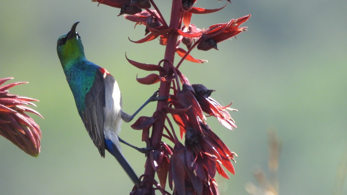 Southern Double-collared Sunbird - ML642534711