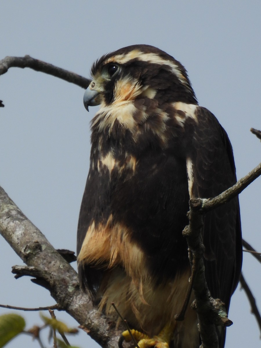 Aplomado Falcon - ML642534743