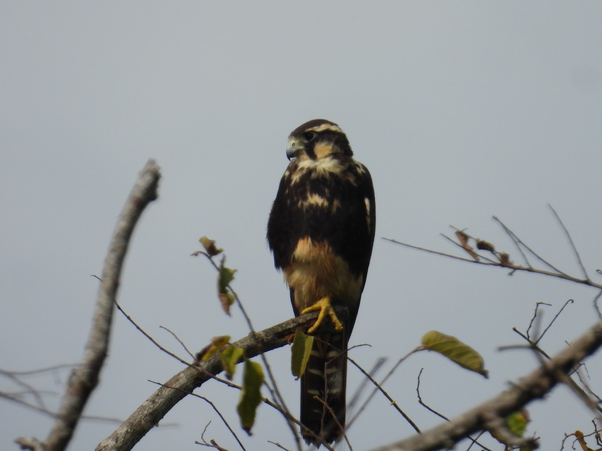 Aplomado Falcon - ML642534744