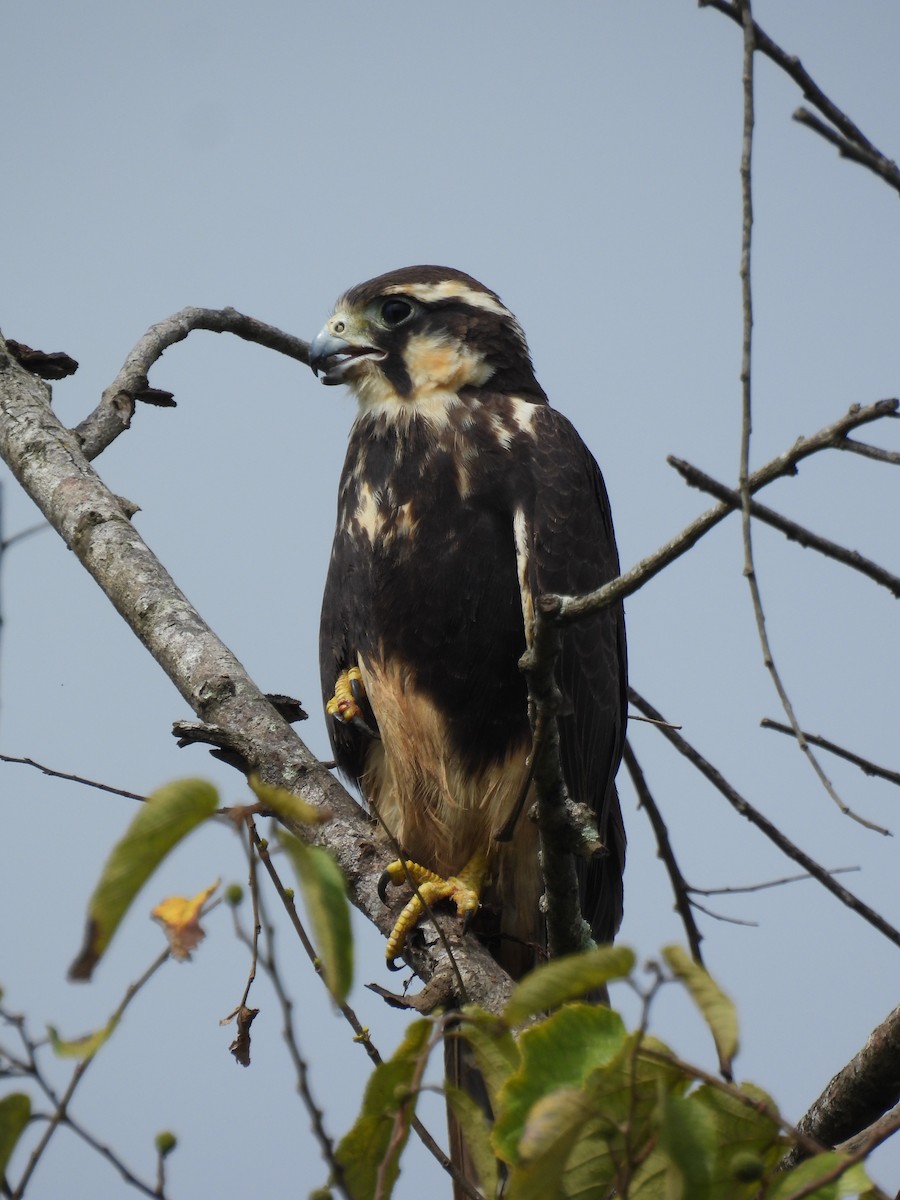 Aplomado Falcon - ML642534745