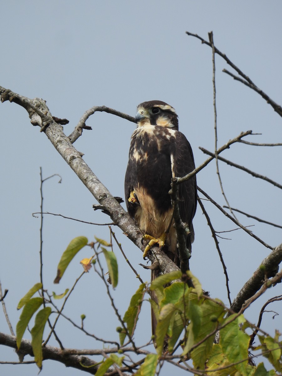 Aplomado Falcon - ML642534746