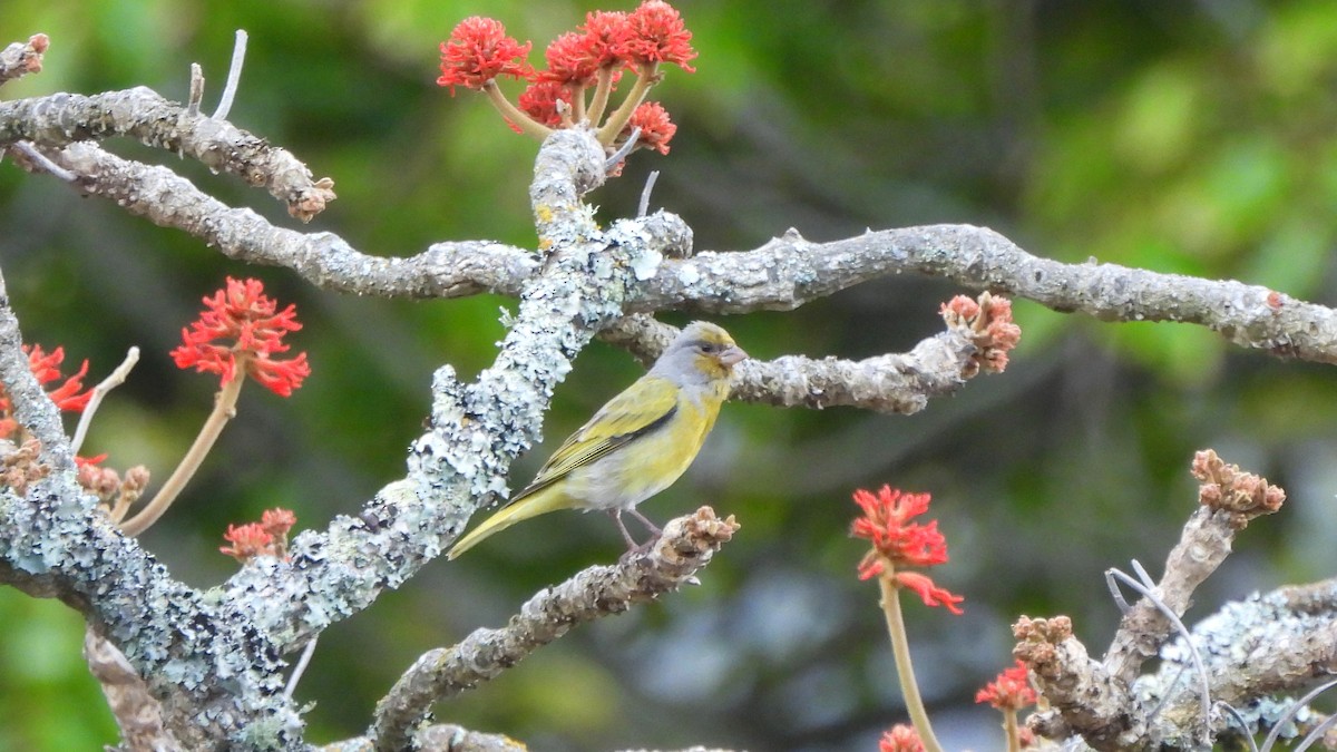 Cape Canary - ML642534757