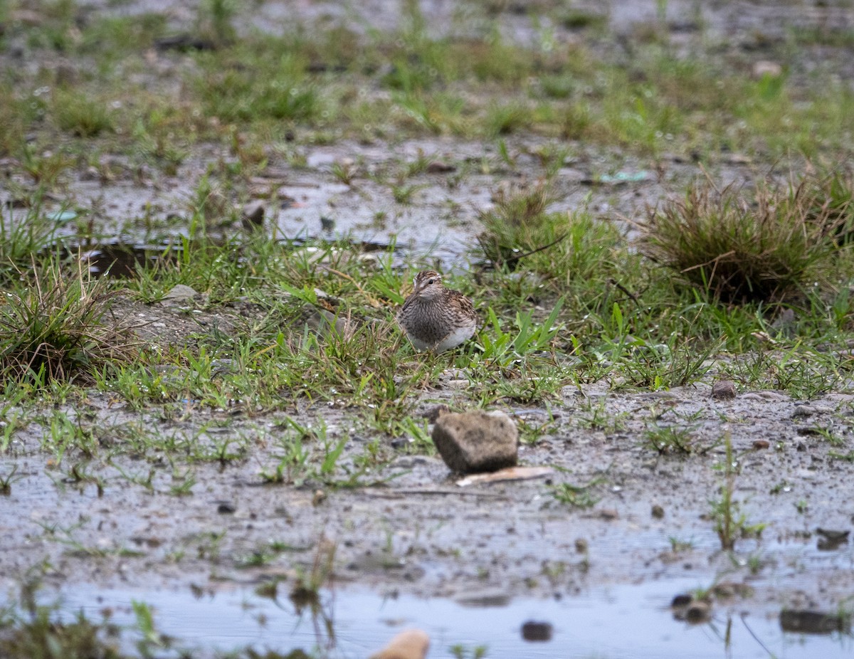 Pectoral Sandpiper - ML642534781