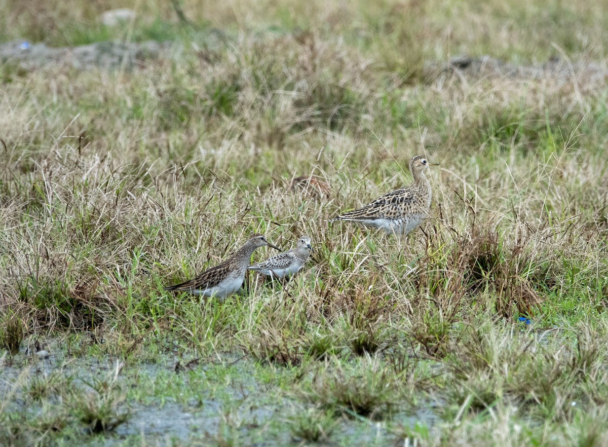 Pectoral Sandpiper - ML642534782