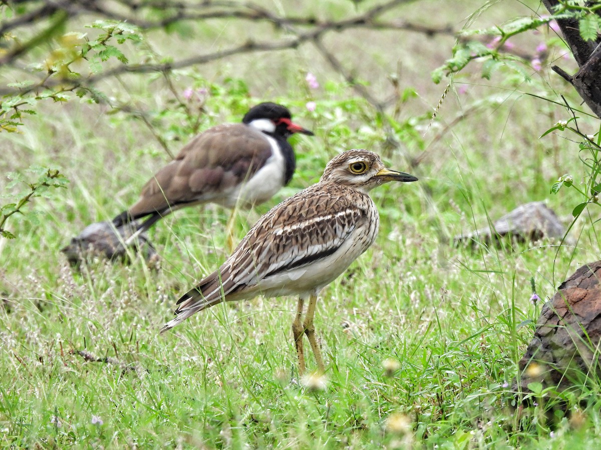 Indian Thick-knee - ML642534786