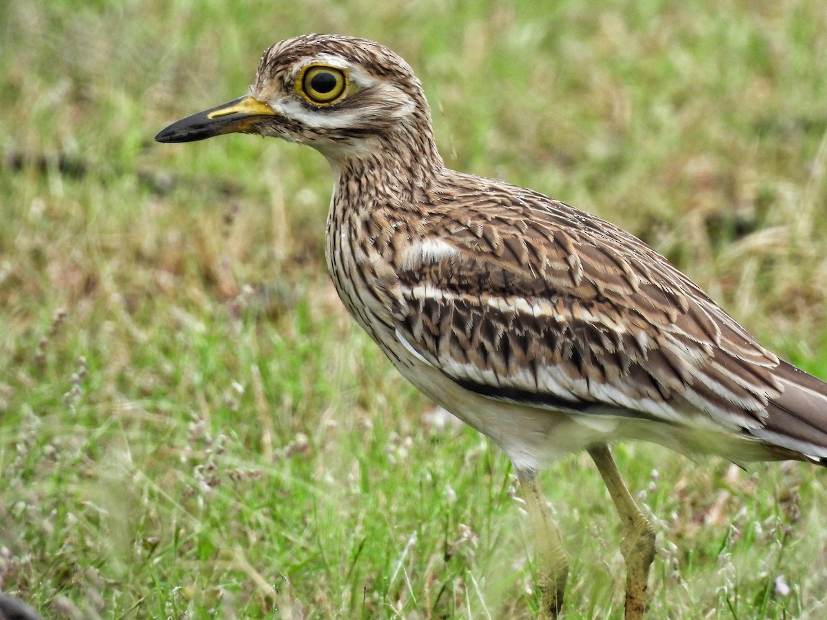 Indian Thick-knee - ML642534787