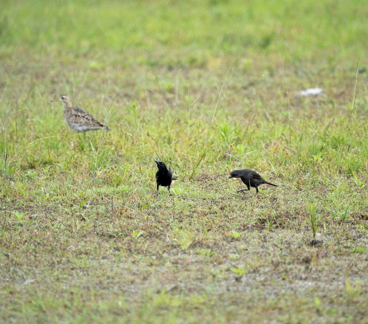 Shiny Cowbird - ML642534799