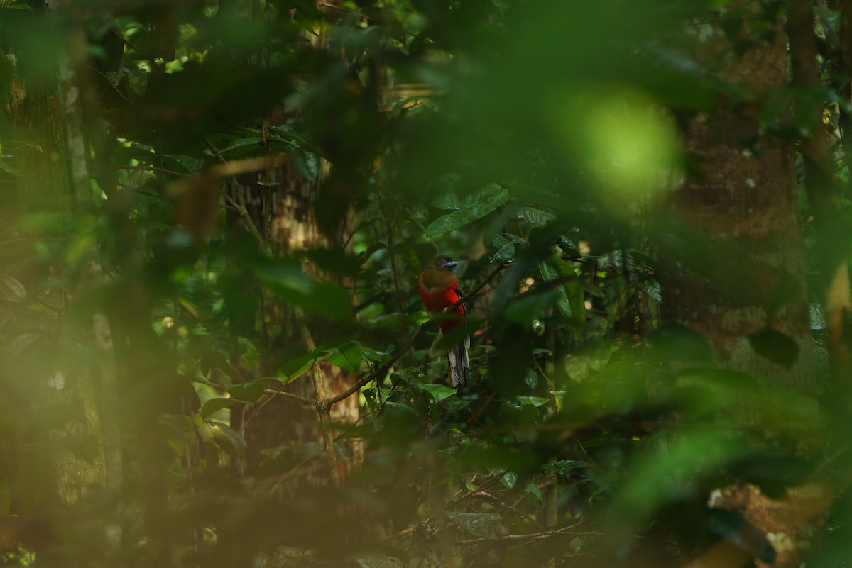 Diard's Trogon - ML642534842