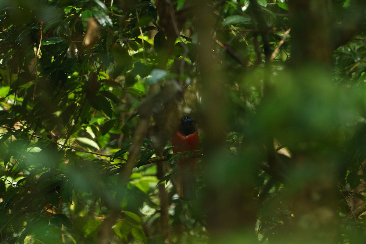 Diard's Trogon - ML642534843