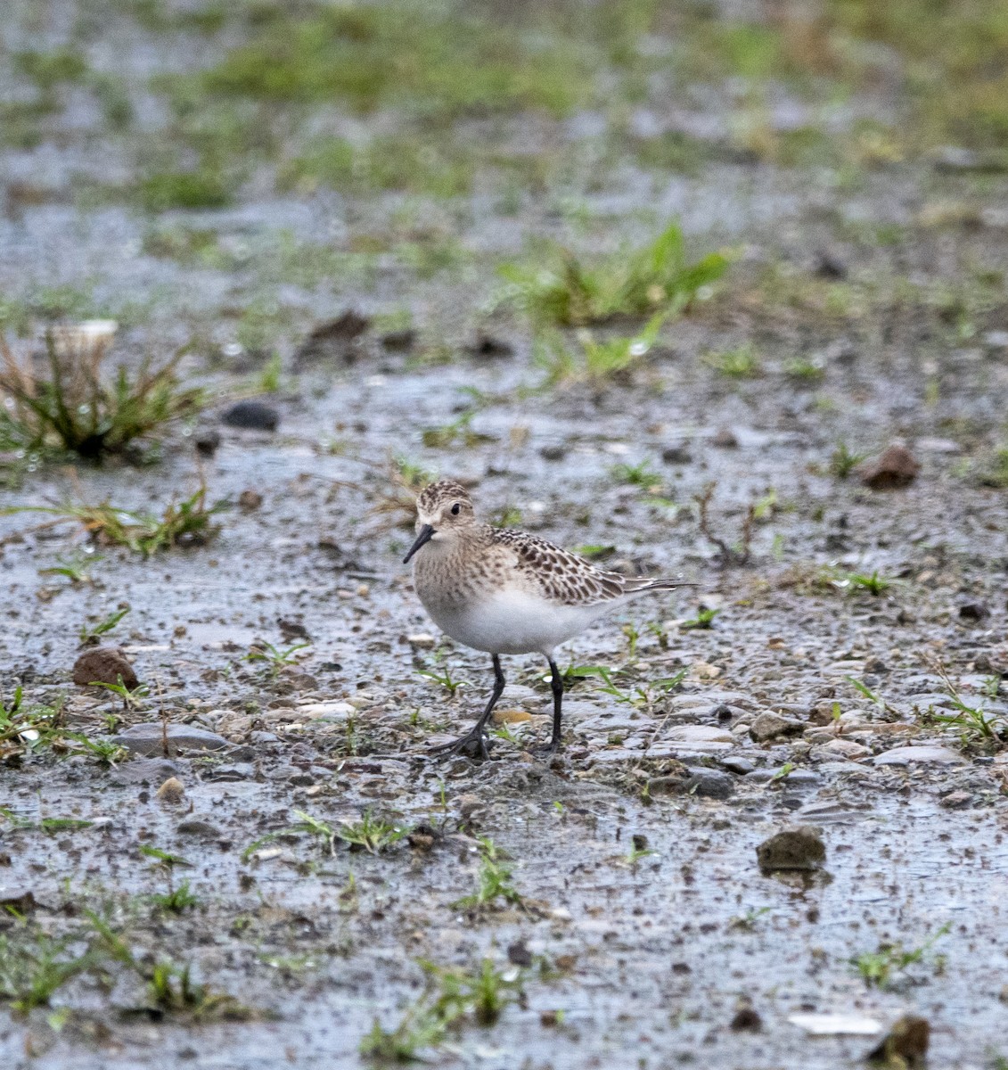 Baird's Sandpiper - ML642534852