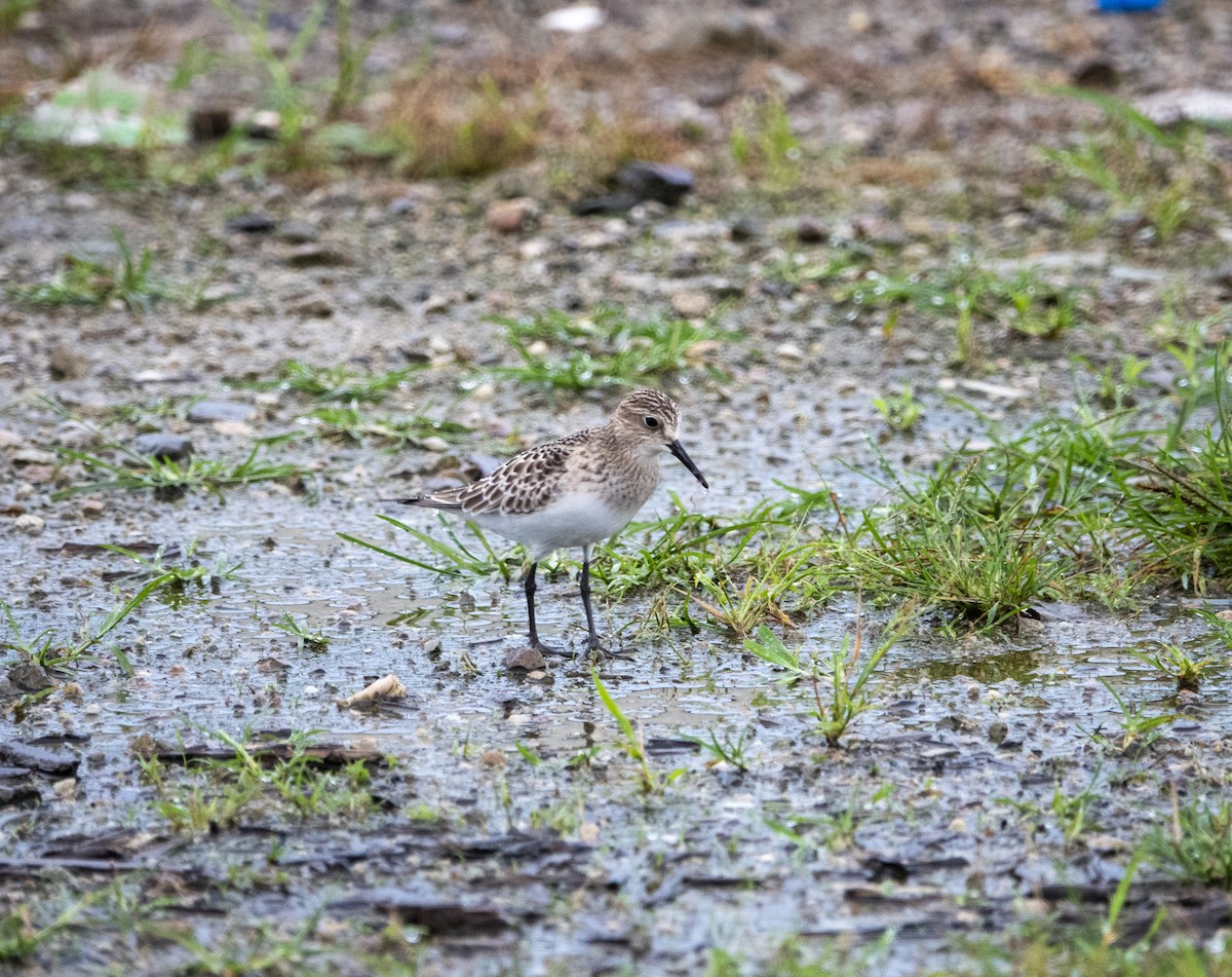 Baird's Sandpiper - ML642534853
