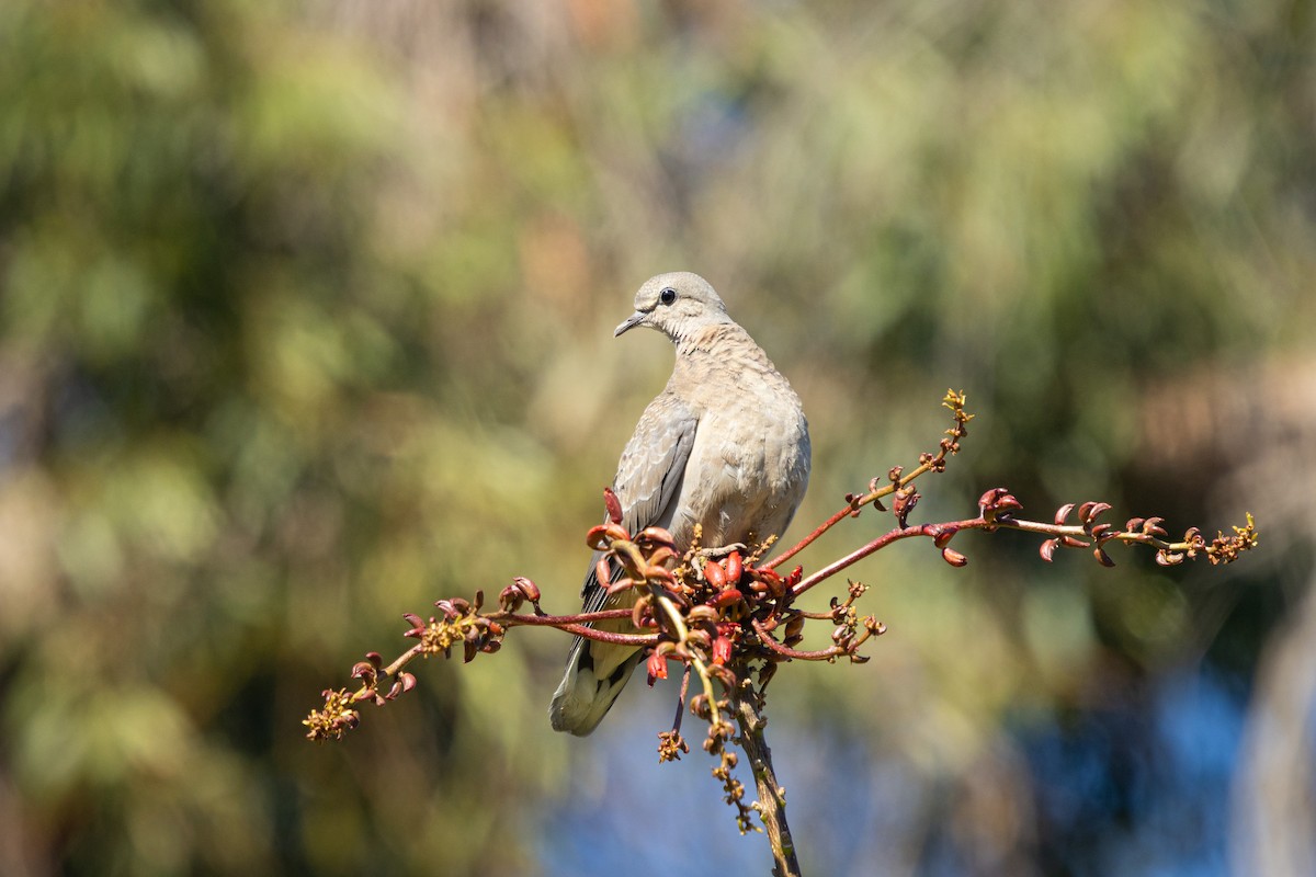 Eared Dove - Ariel Cabrera Foix
