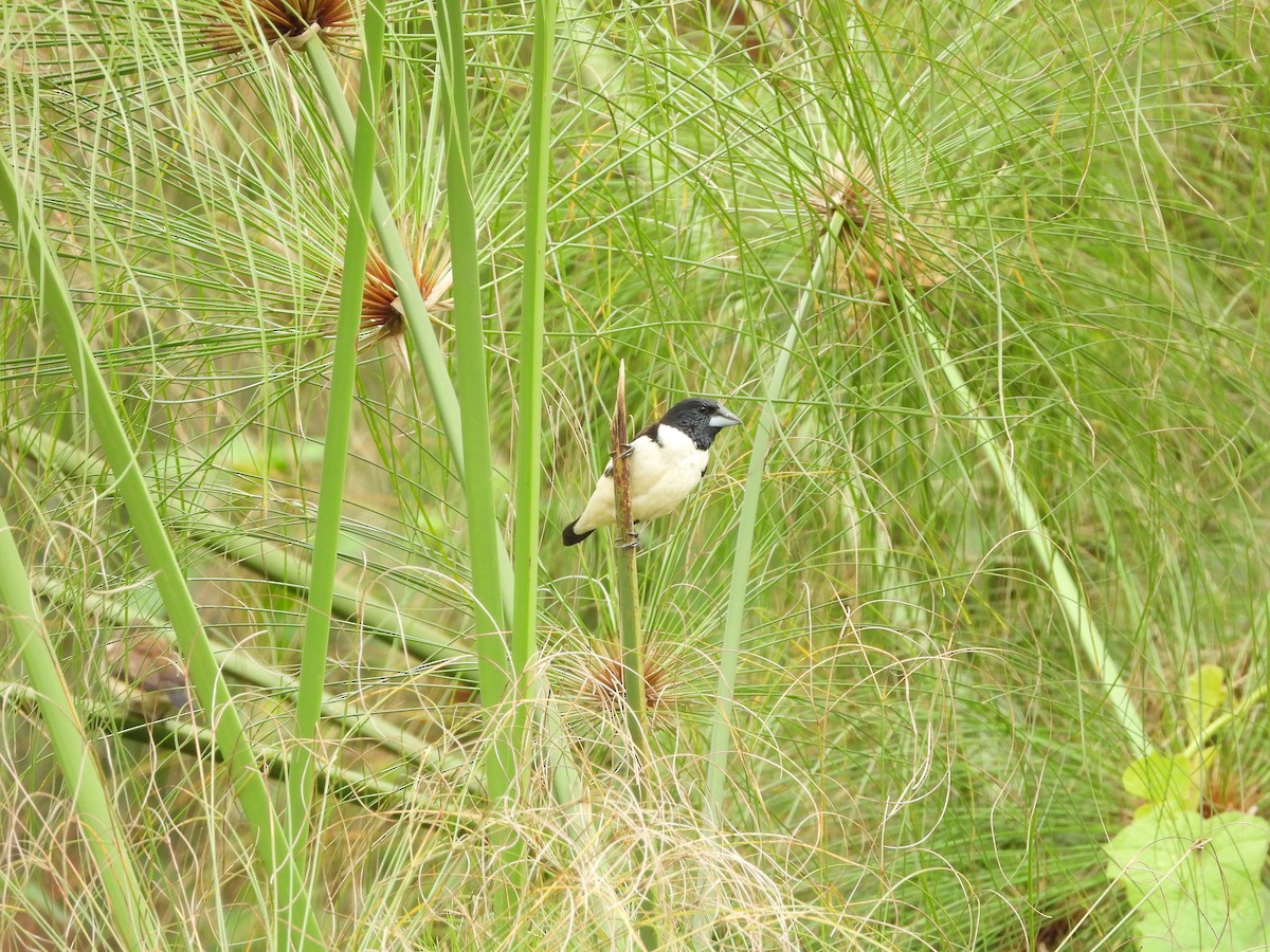 Capucin pie - ML642534872