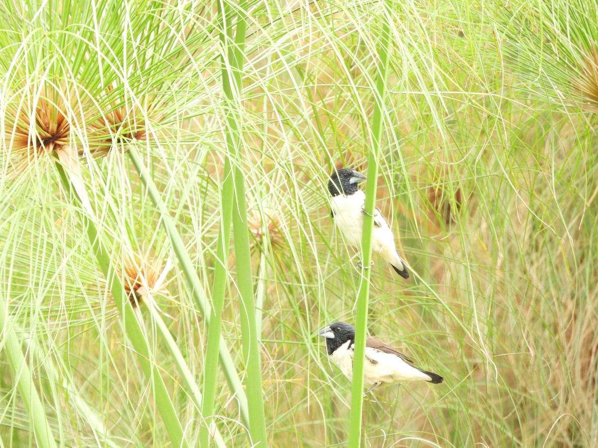 Capucin pie - ML642534905