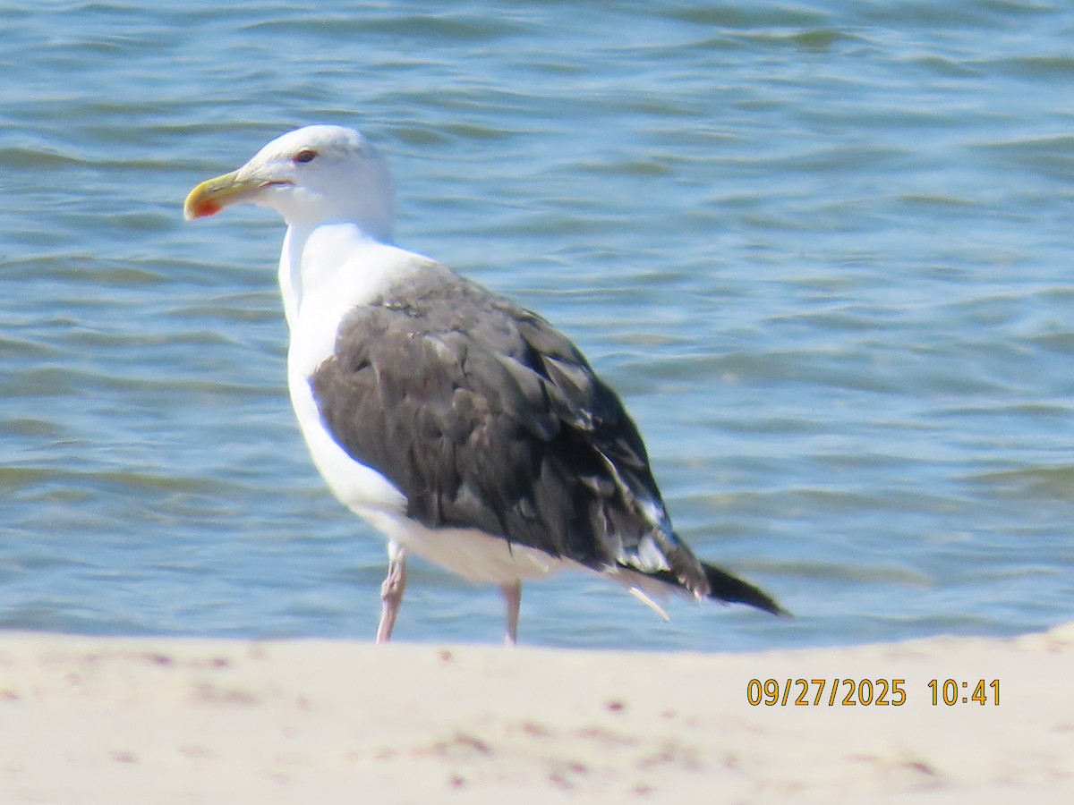 Great Black-backed Gull - ML642534927