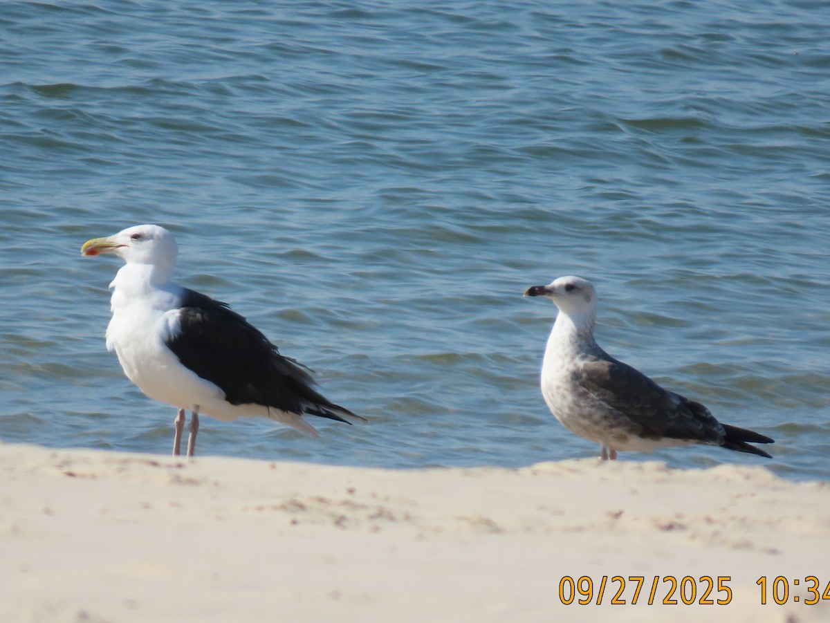 Lesser Black-backed Gull - ML642534933