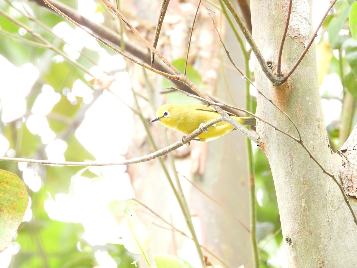 Green White-eye - ML642534953
