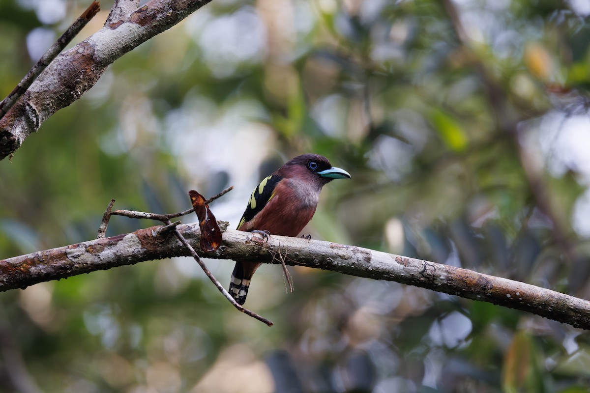 Banded Broadbill - ML642534975