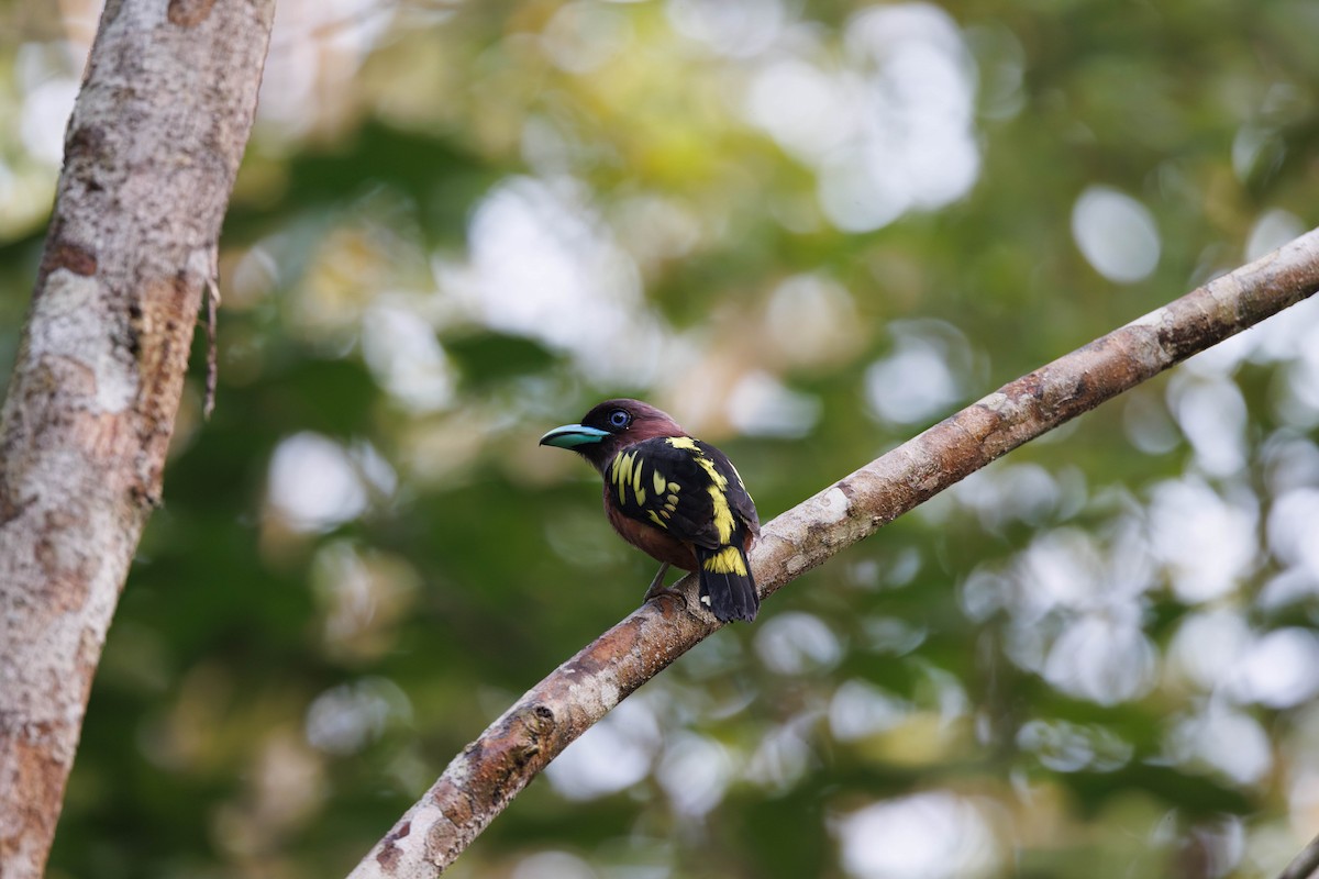 Banded Broadbill - ML642534976