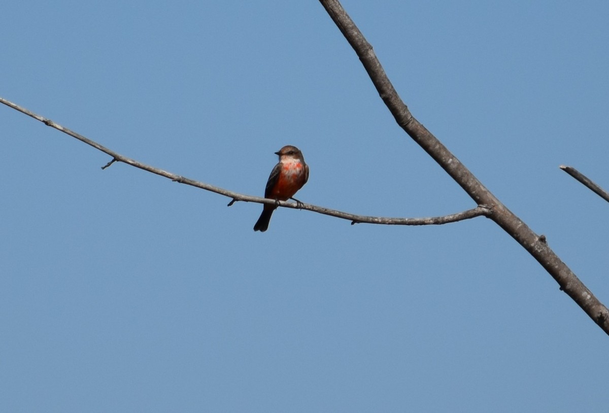 Vermilion Flycatcher - ML642534981