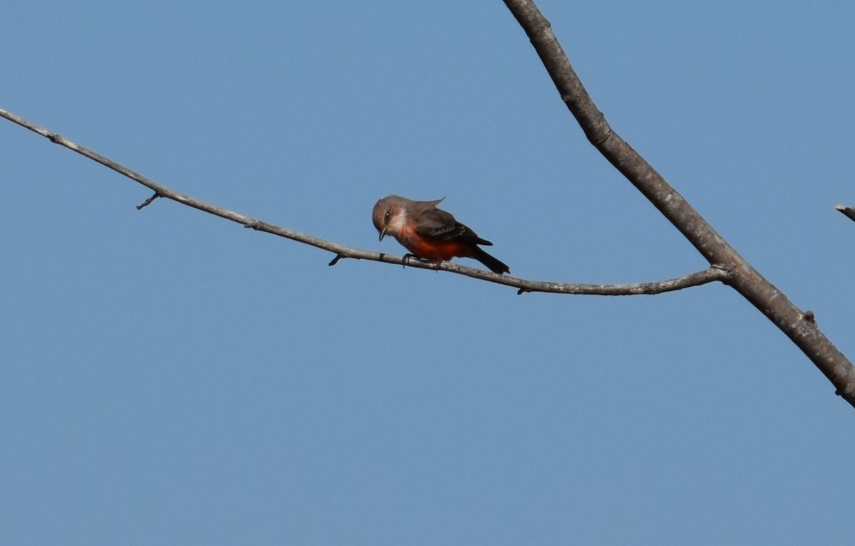 Vermilion Flycatcher - ML642534982