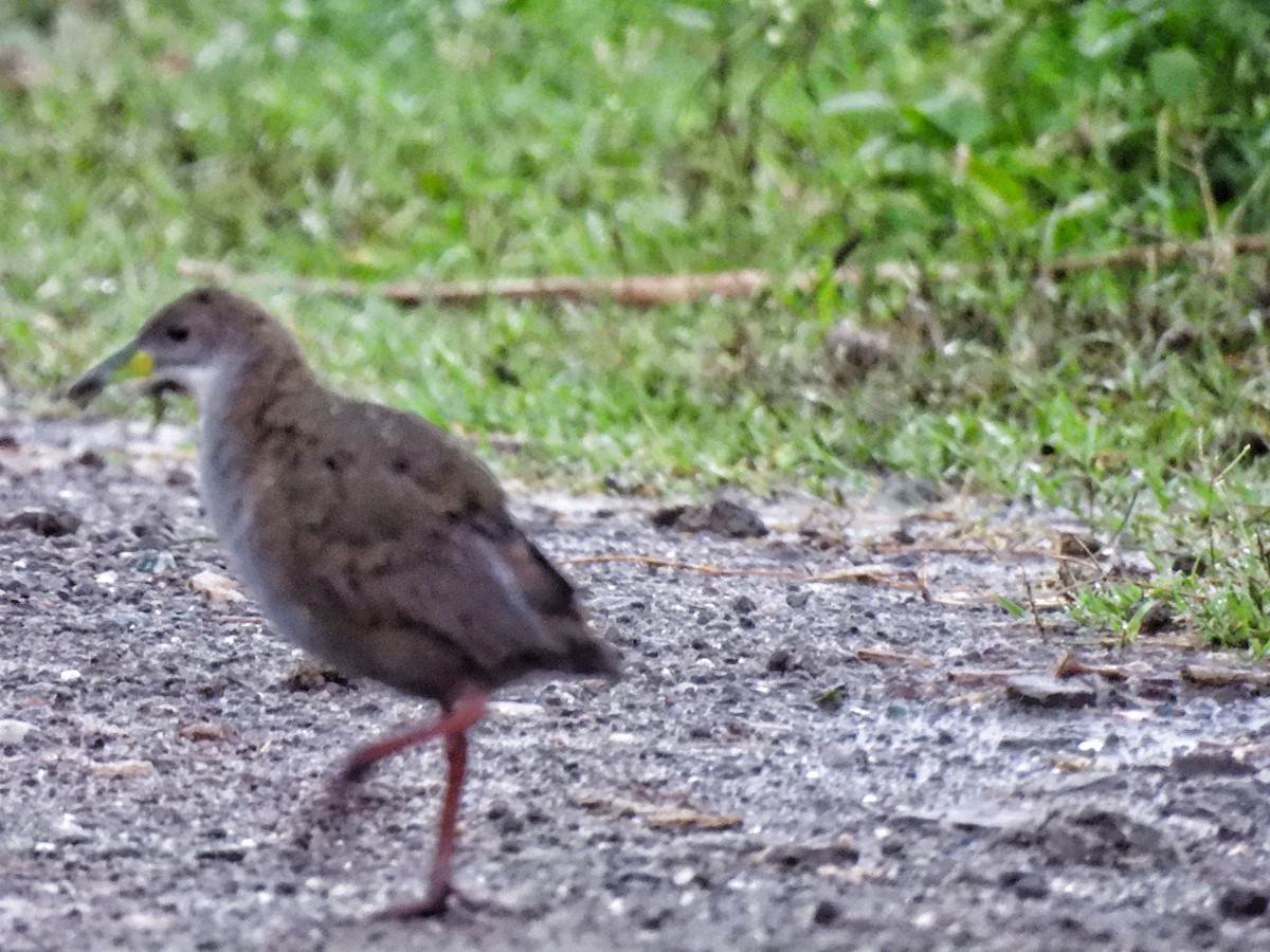 Brown Crake - ML642534986
