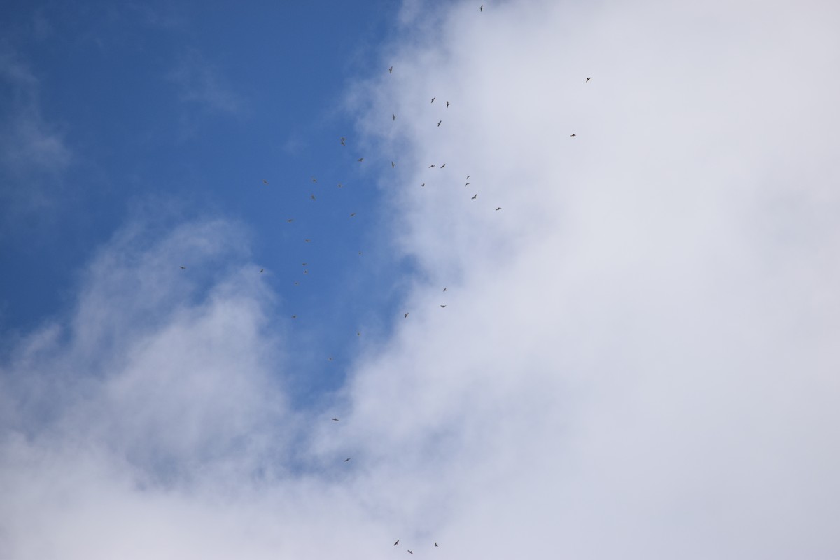 Broad-winged Hawk - ML642535023