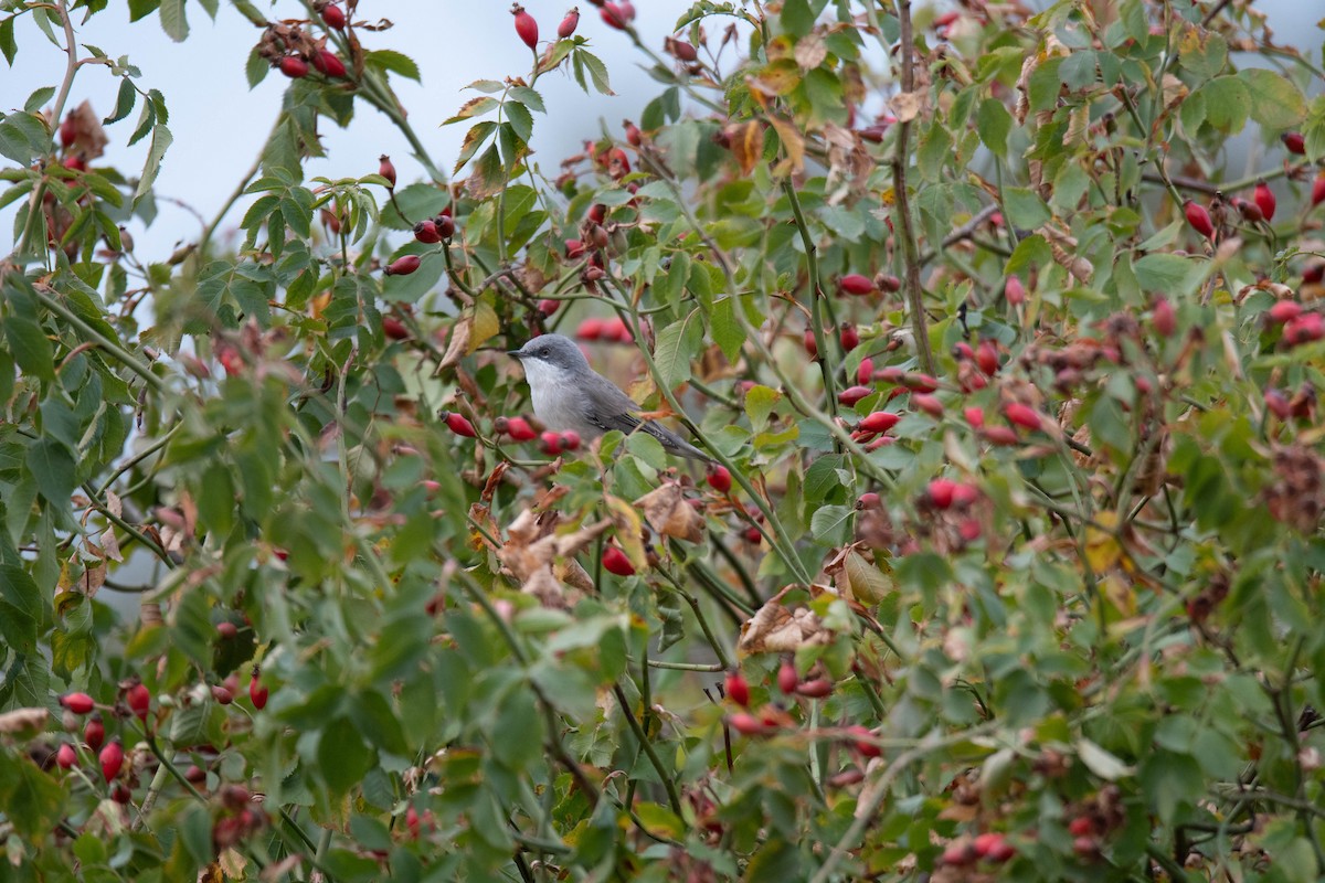 Lesser Whitethroat - ML642535035