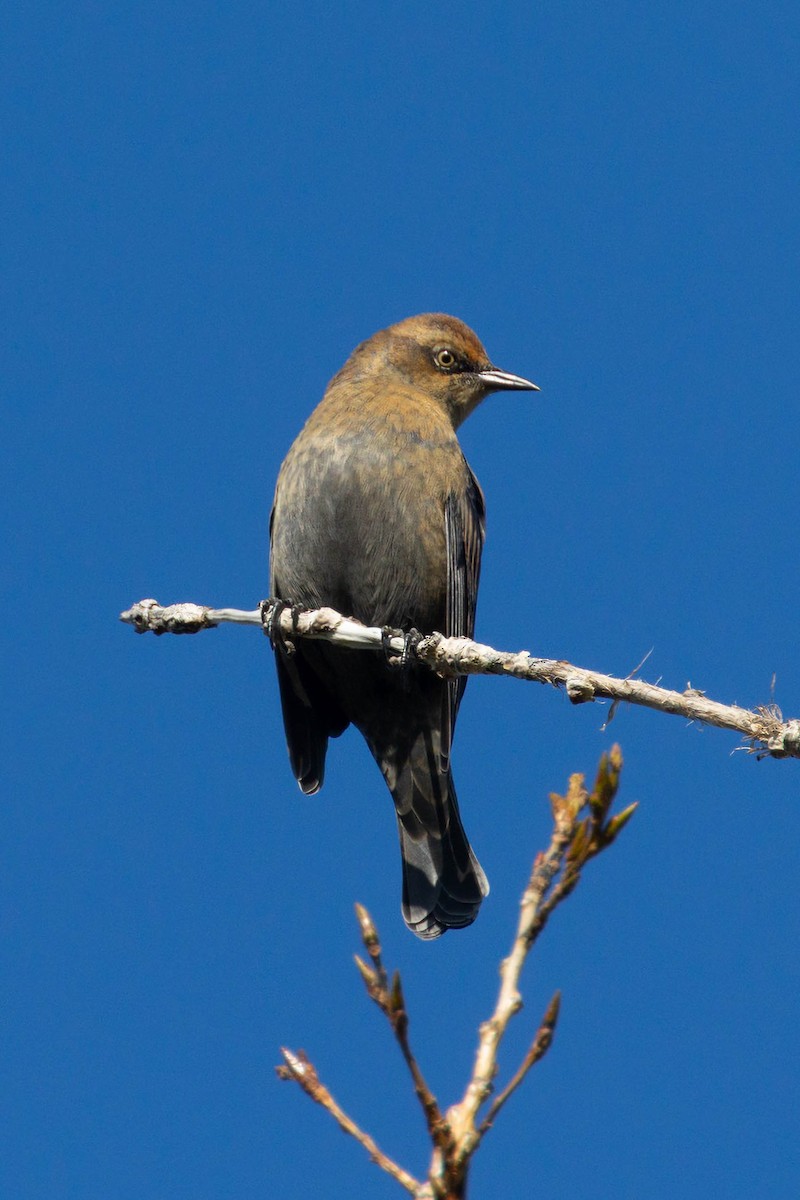Rusty Blackbird - ML642535083