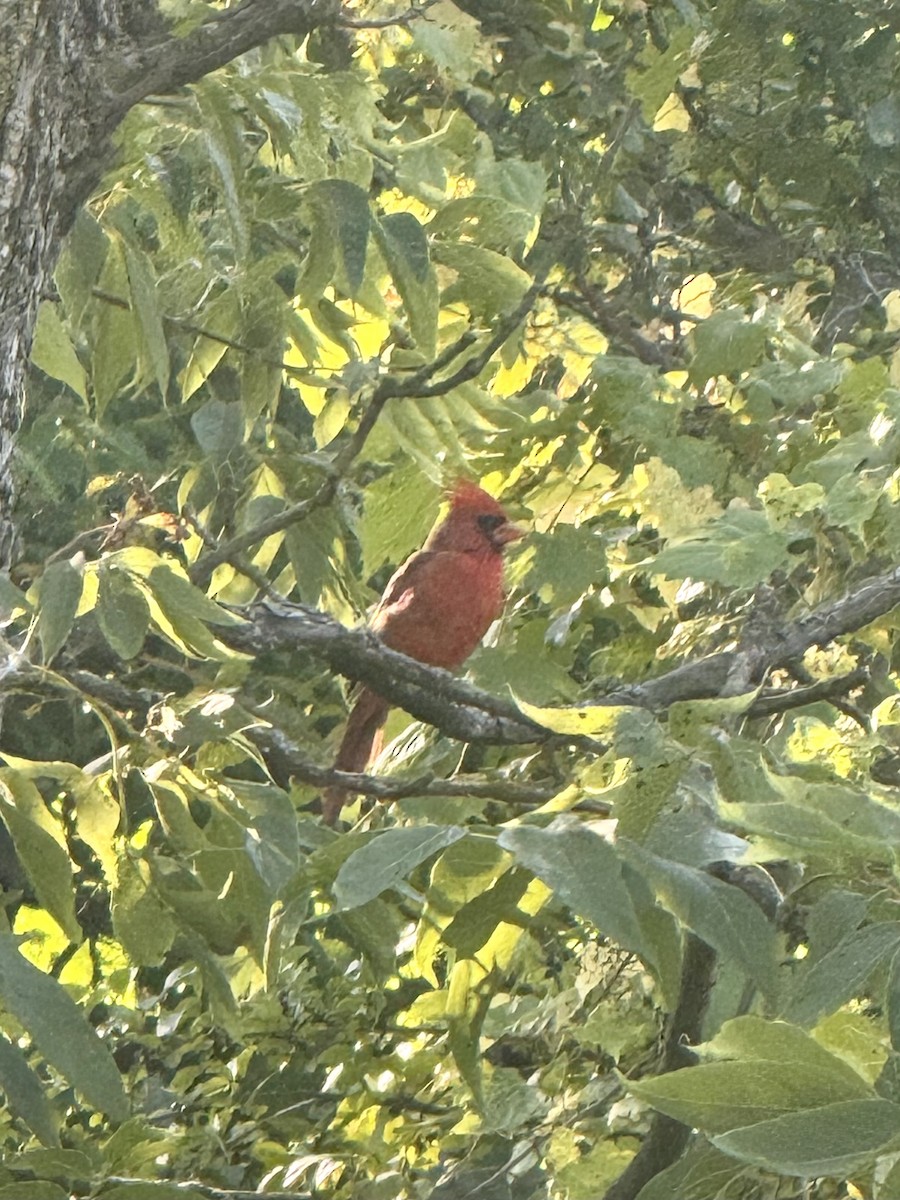 Northern Cardinal - ML642535094
