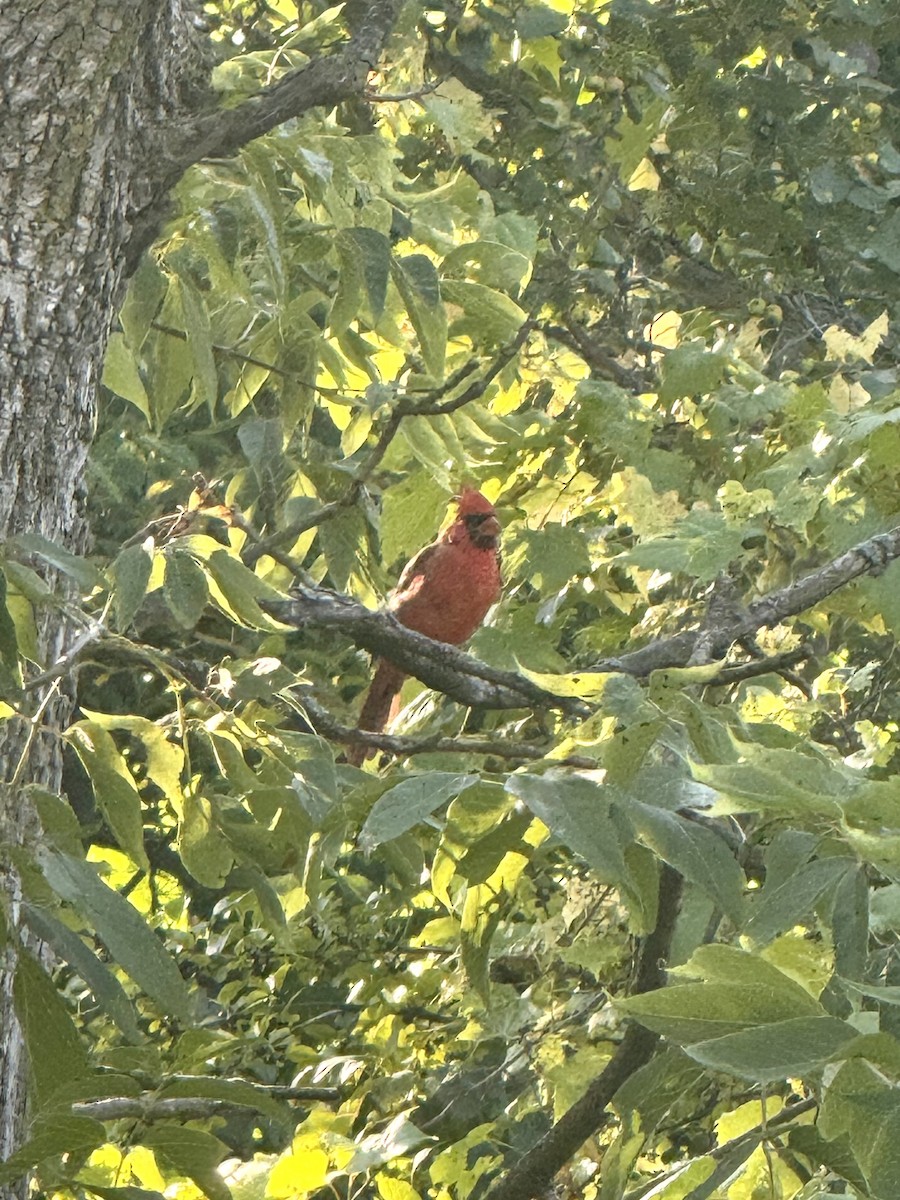 Northern Cardinal - ML642535095