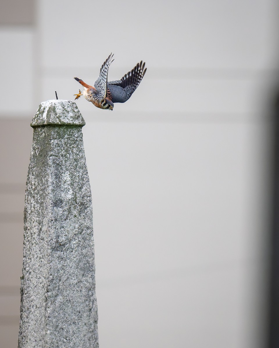 American Kestrel - ML642535144