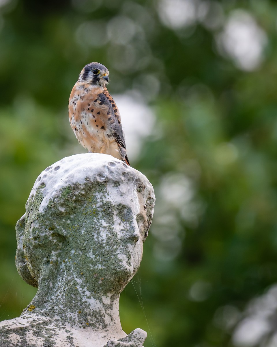 American Kestrel - ML642535145