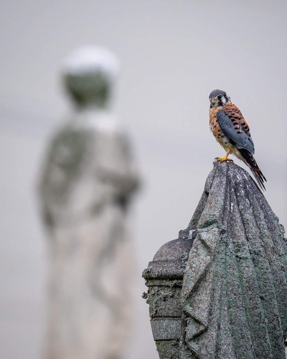 American Kestrel - ML642535146