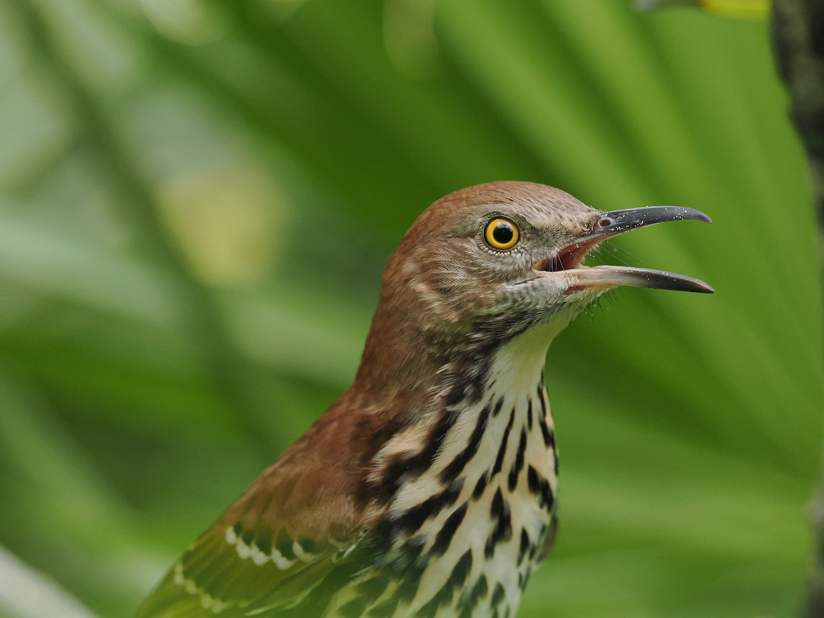 Brown Thrasher - ML642535157