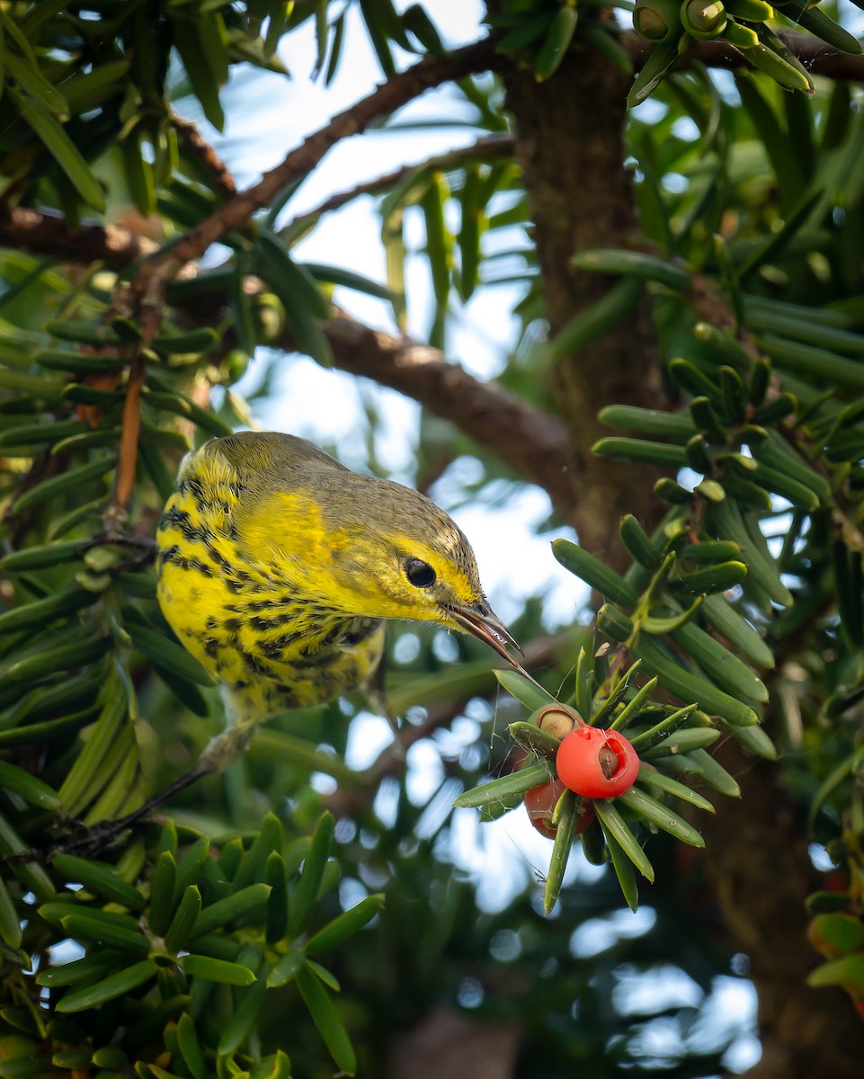 Cape May Warbler - ML642535168
