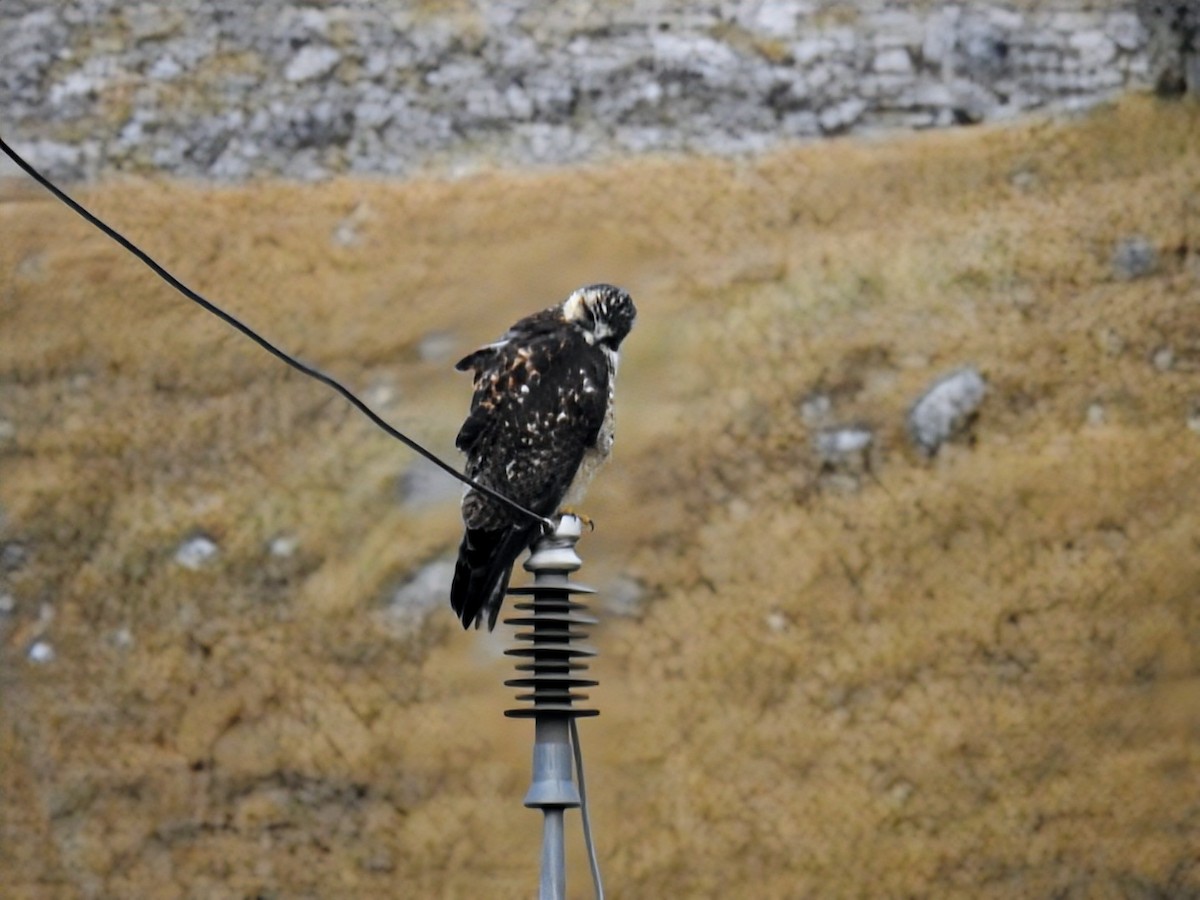 Variable Hawk - ML642535183